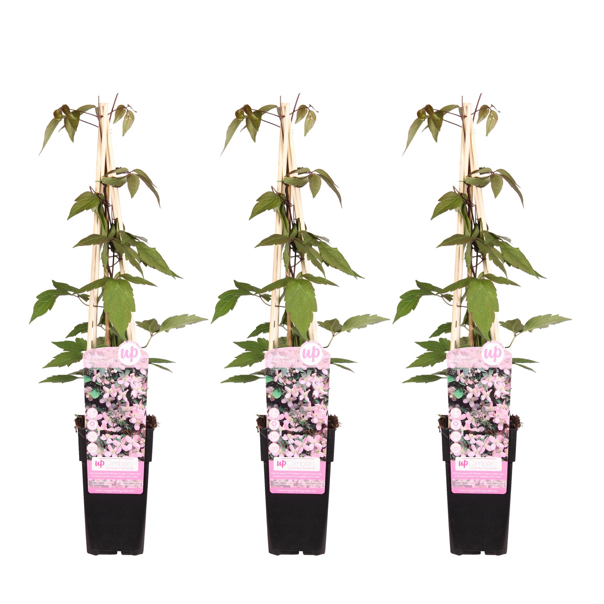 Powojnik 'Montana Fragrant Spring' - Pnącze wieloletnie o pachnących kwiatach - Wysokość 65 cm, Doniczka Ø15 cm