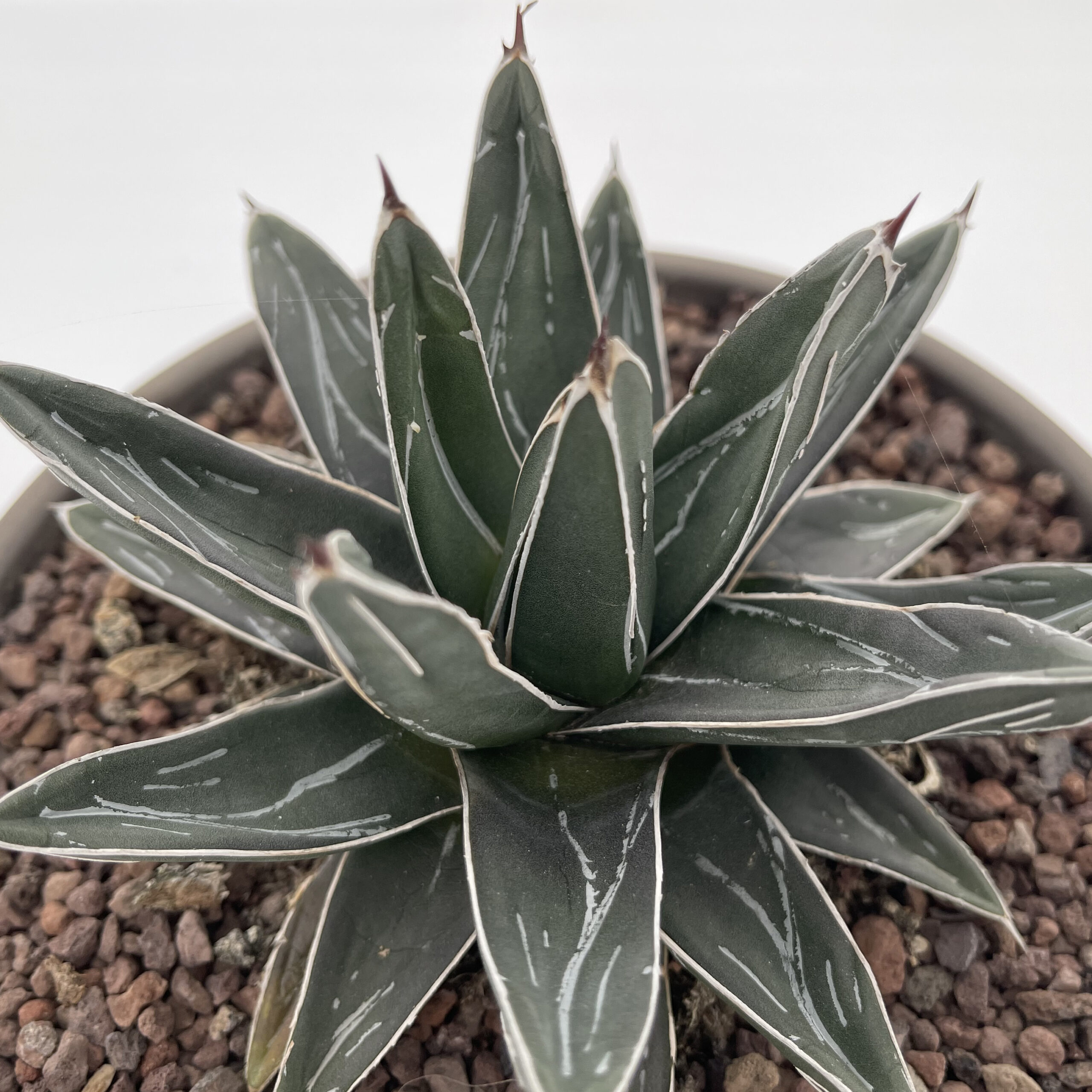 アガベ Agave victoriae-reginae variegata 176 アガベ Agave victoriae-reginae variegata 176 Variegated