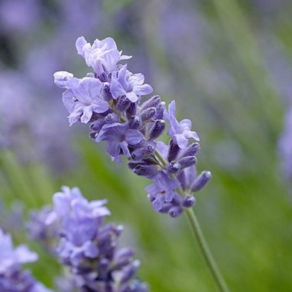 6 x Lavande vraie - Lavandula angustifolia 'Munstead' - godet 9x9 cm