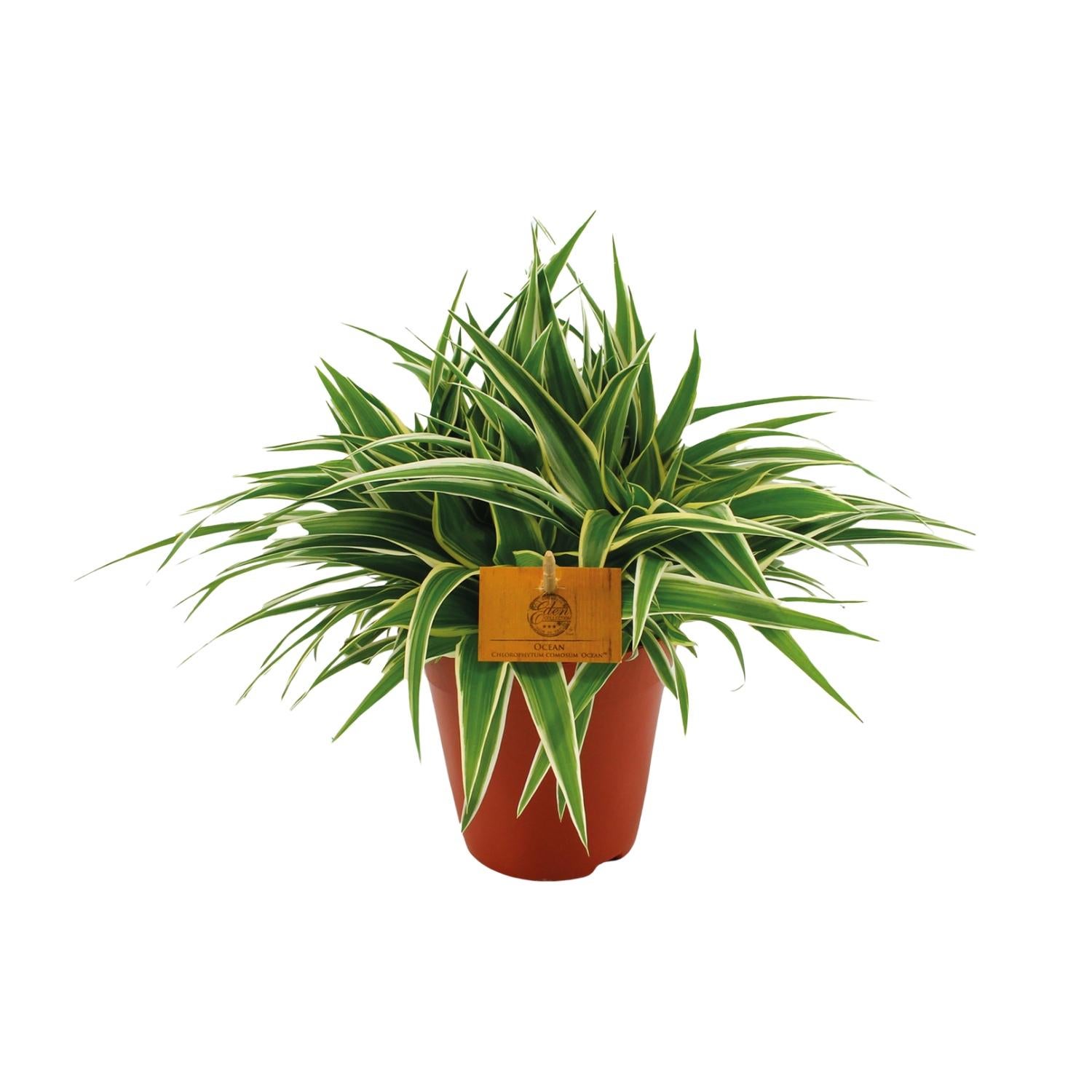 Chlorophytum Ocean - Dekoracyjna roślina pająk - Doniczka Ø15cm - Wysokość 25cm
