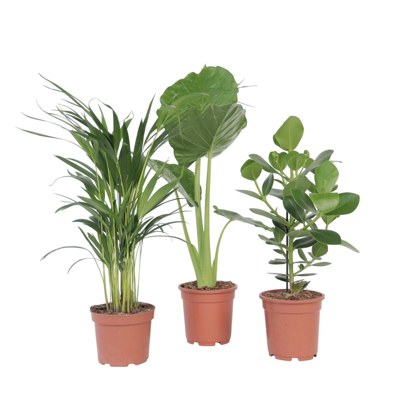 Découvrez comment identifier facilement vos plantes d'intérieur grâce aux photos et noms des espèces