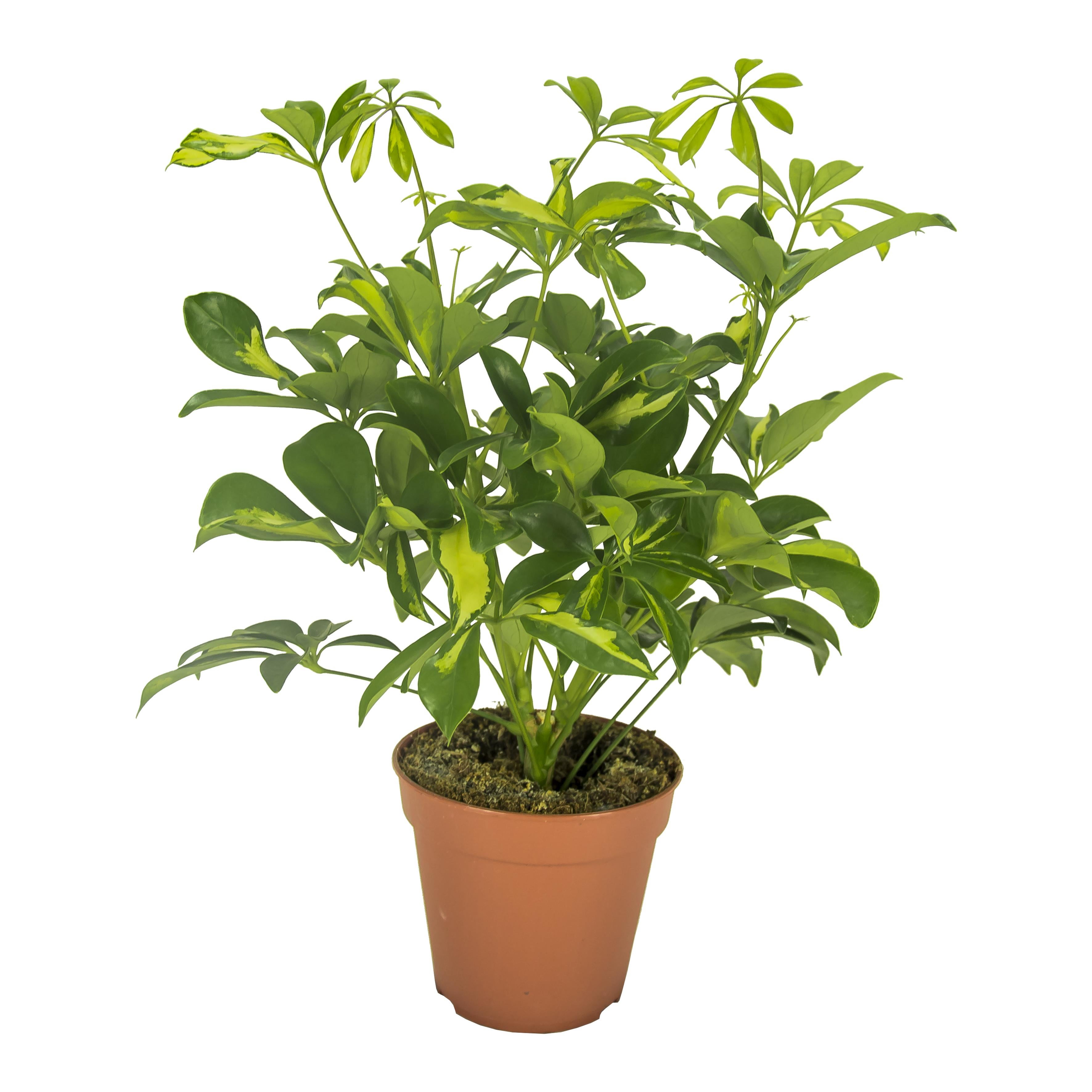 Schefflera Gerda - Ø13cm - Wysokość 35cm
