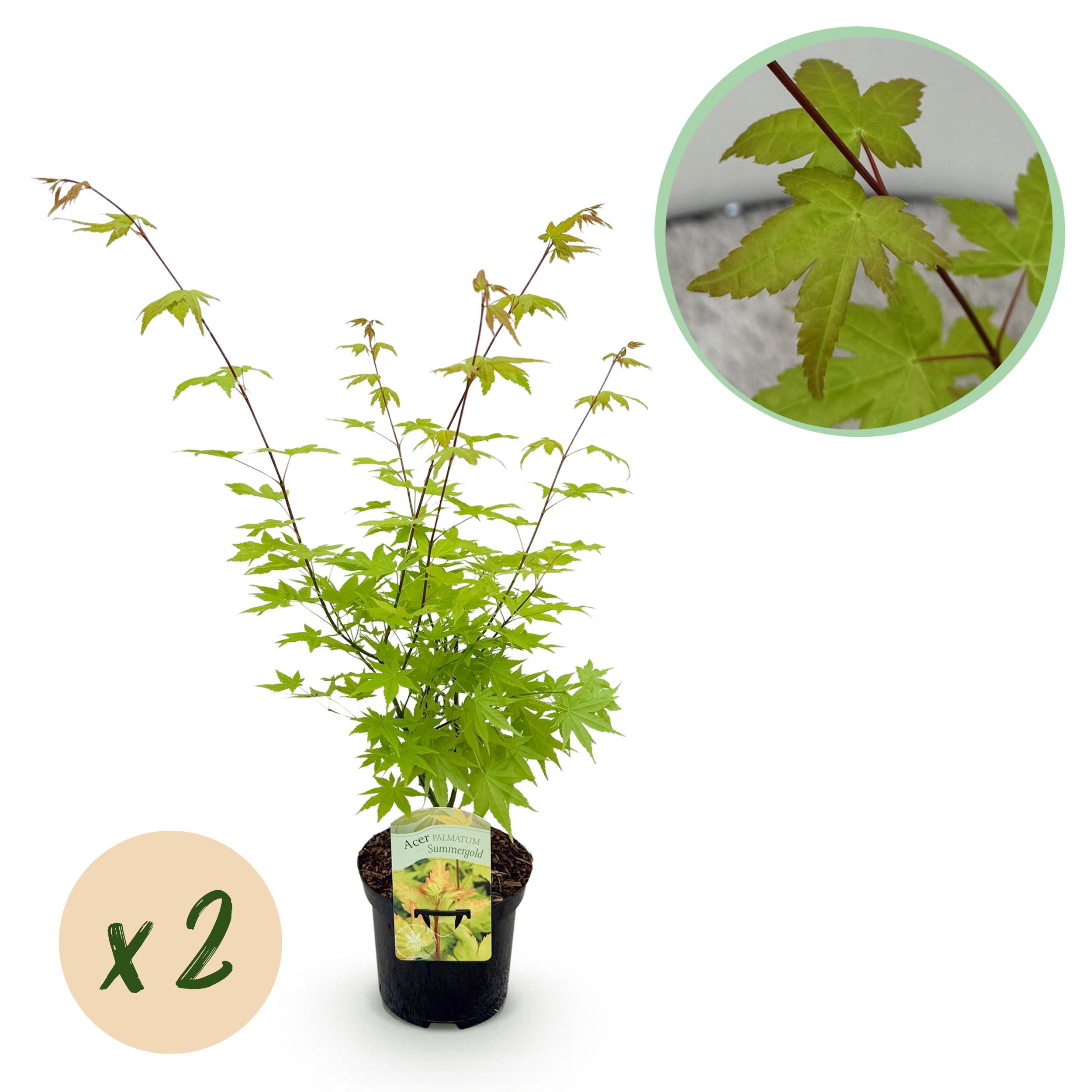Green boutiQ Klon Japoński Acer palmatum Summergold – 2 rośliny – Doniczka 19 cm – Wysokość 70 cm