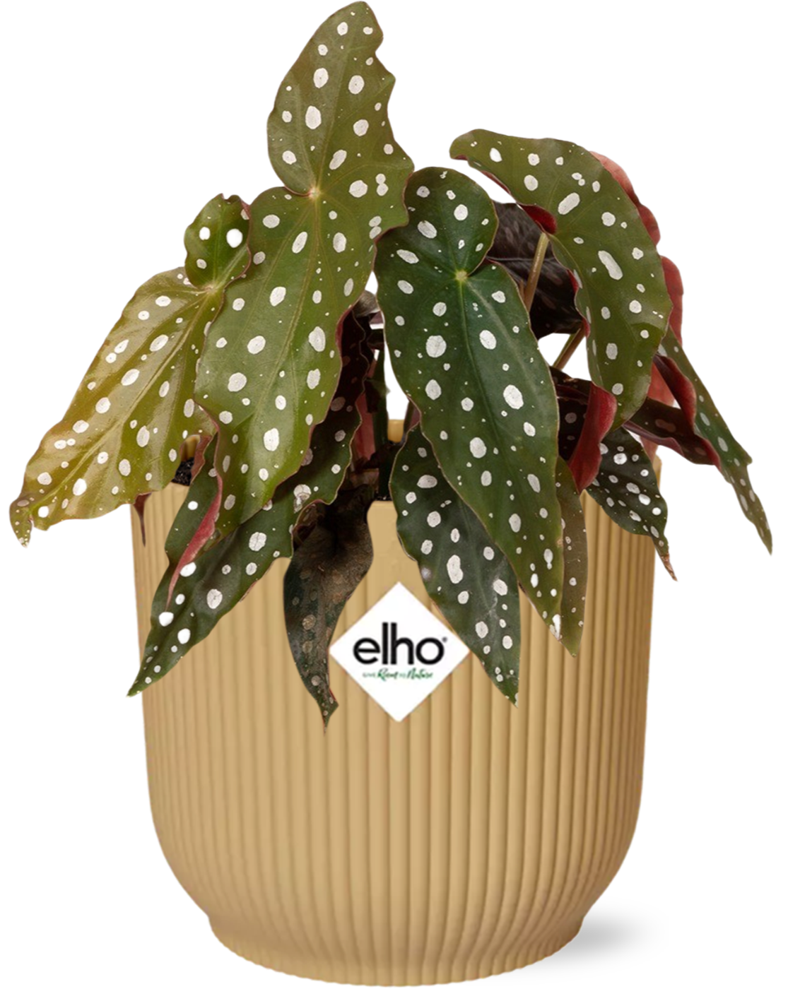 Begonia Maculata + doniczka ELHO Vibes Fold 14cm żółty roślina dekoracyjna do wnętrz