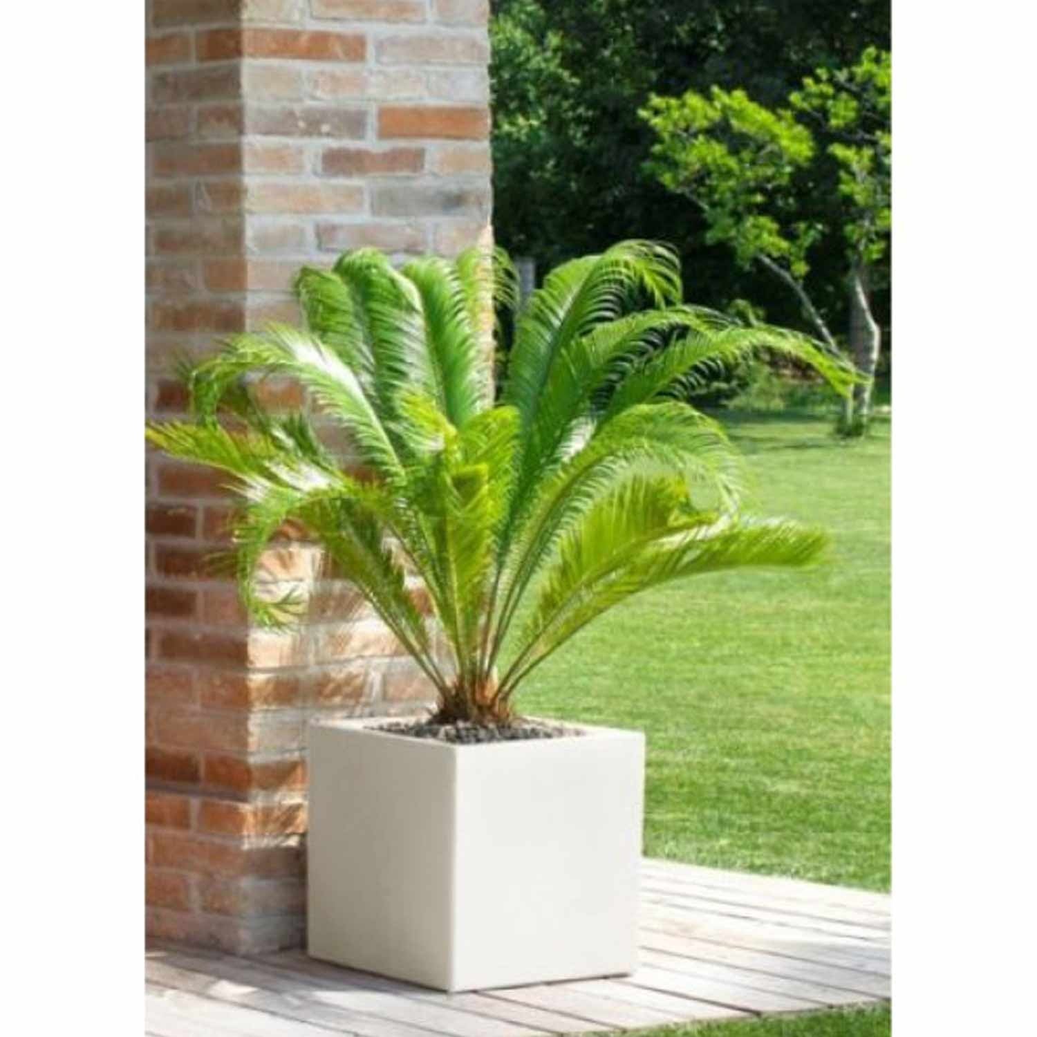 Incolore / transparent