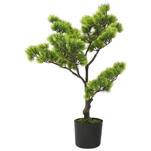 Alberello Bonsai di Acero Palmato verde Giapponese