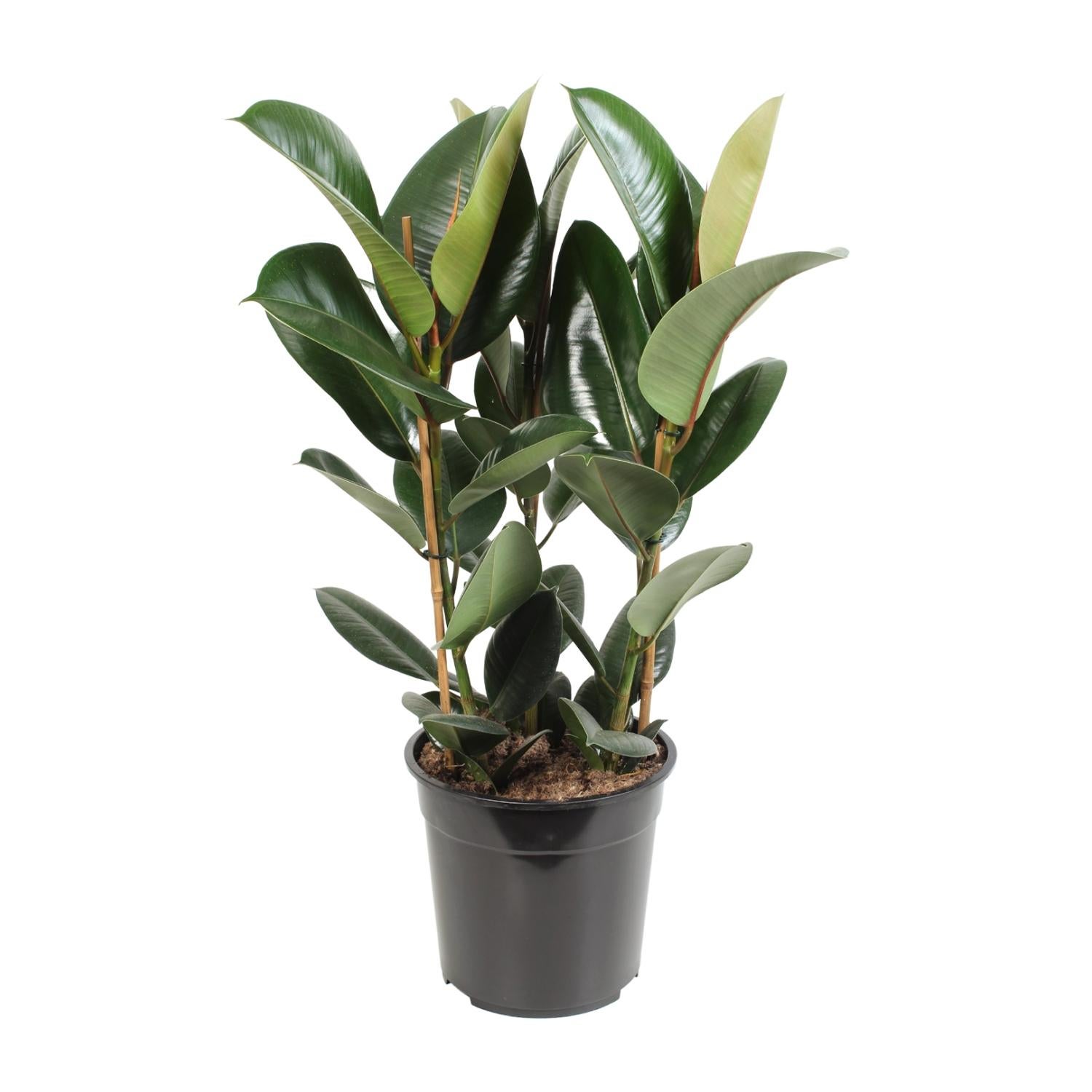 Ficus Elastica Robusta - Roślina doniczkowa Ficus - Doniczka Ø27cm - Wysokość 85cm