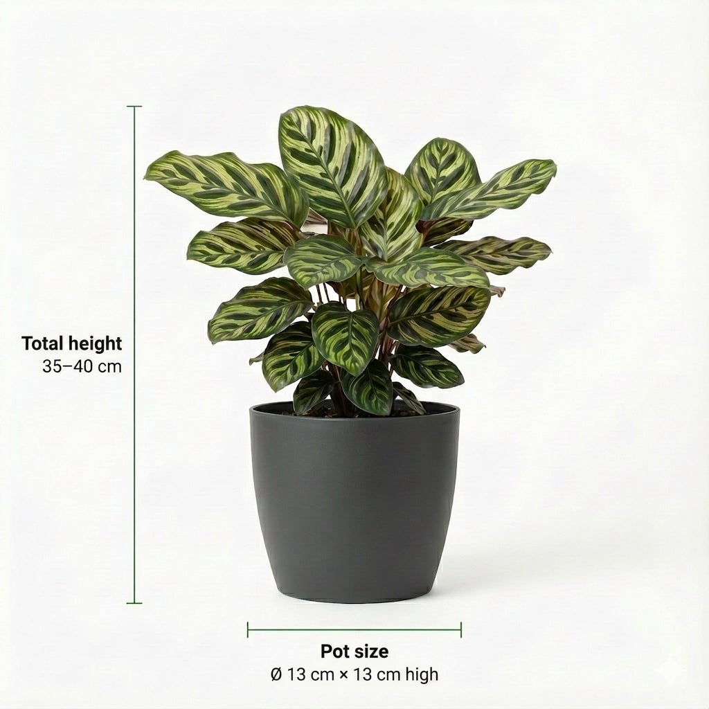 Plantes Purificatrices d'Air - 6 pièces - Ø12 cm - 30-40 cm - 4