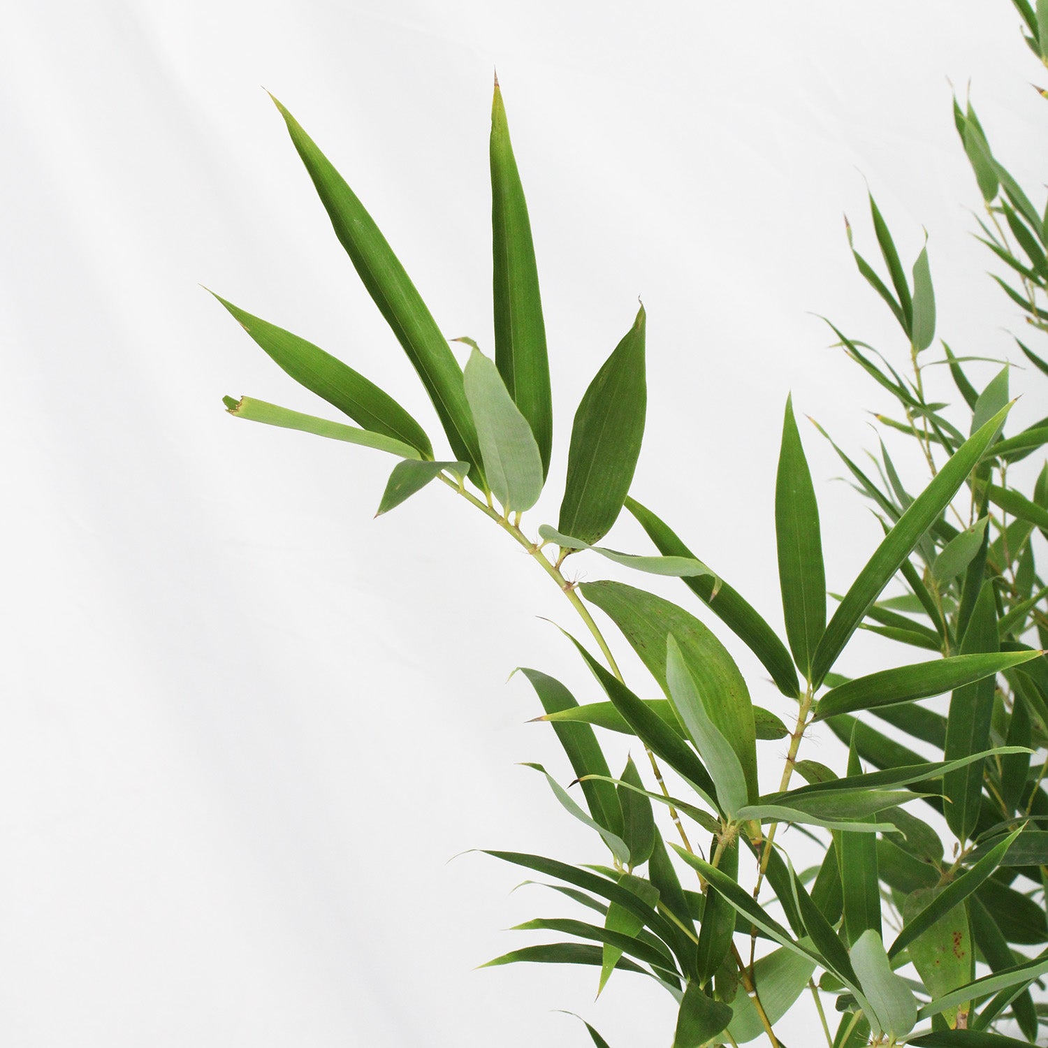 KENTIS - Bambusa Aurea - Véritable Bambou d'Extérieur - Plantes de Bambou pour Jardin - H 145-200 cm Pot Ø 24 cm - 3