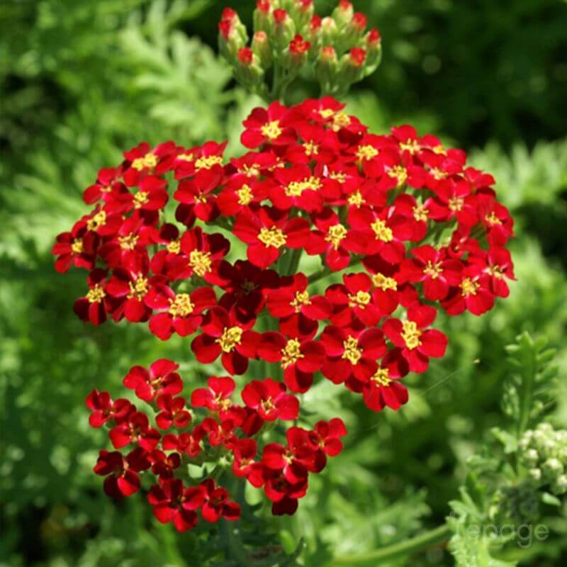 2 Achillées 'Fanal' (Achillea 'Fanal') - Vendu par 2 - Lot de 2 godets ...