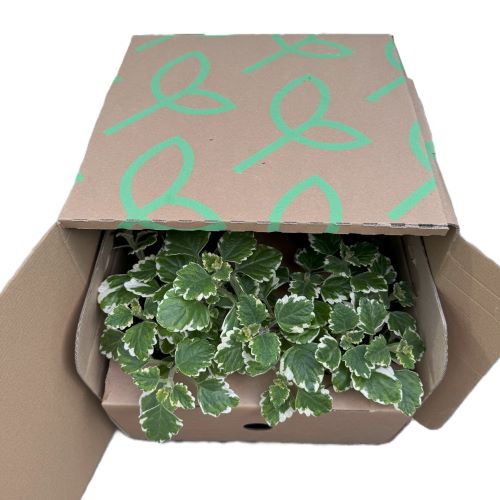 Plectra o Pianta dell'Incenso - Pack da 4 - 3