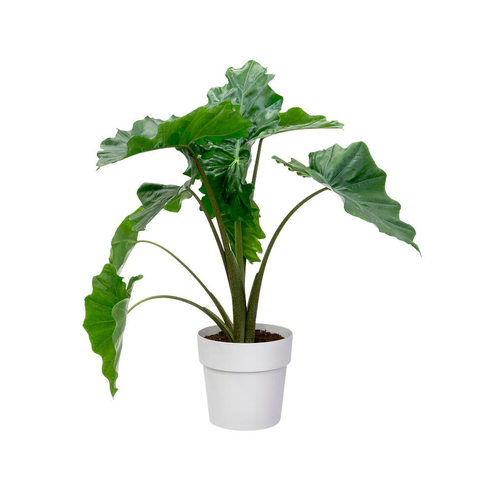 Elho B.for Original Tour 30 Vase rond blanc - 3