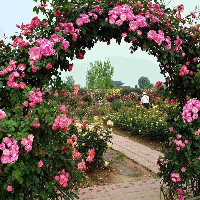 200 graines de rosiers grimpants, graines de fleurs, graines de fleurs de roses, floraison toute l'année, pour la décoration de jardin de balcon - 3