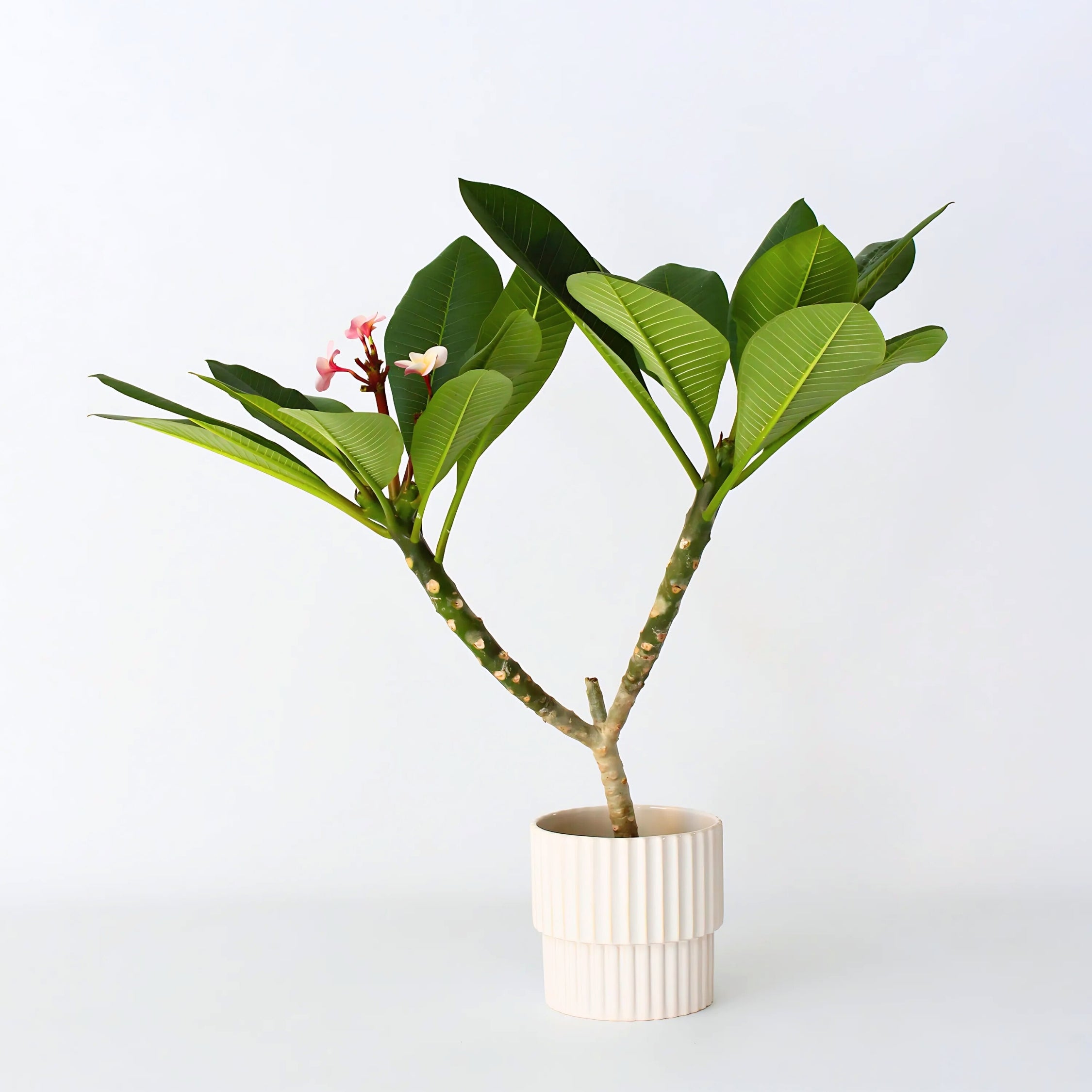 Frangipanier hawaii - Plumeria rubra 'Rose' - Hauteur 55-70cm - ⌀17cm - 6
