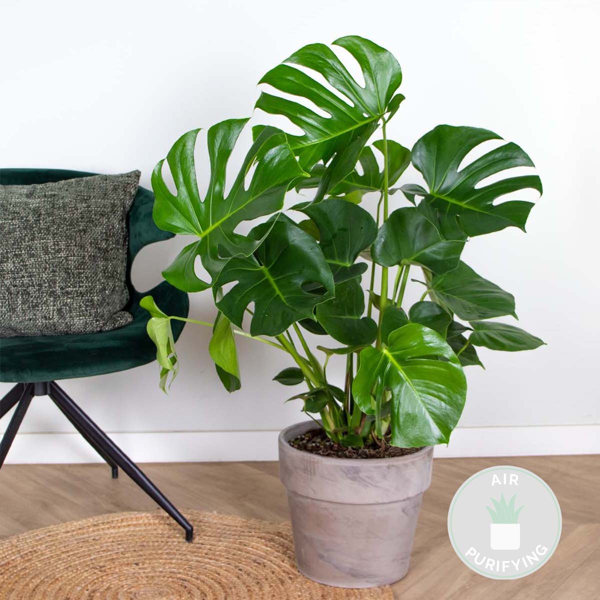 Monstera Deliciosa - Monstera - Plantes d’intérieur - Dépolluante - H. 70-80 cm - P. 21 cm - 2
