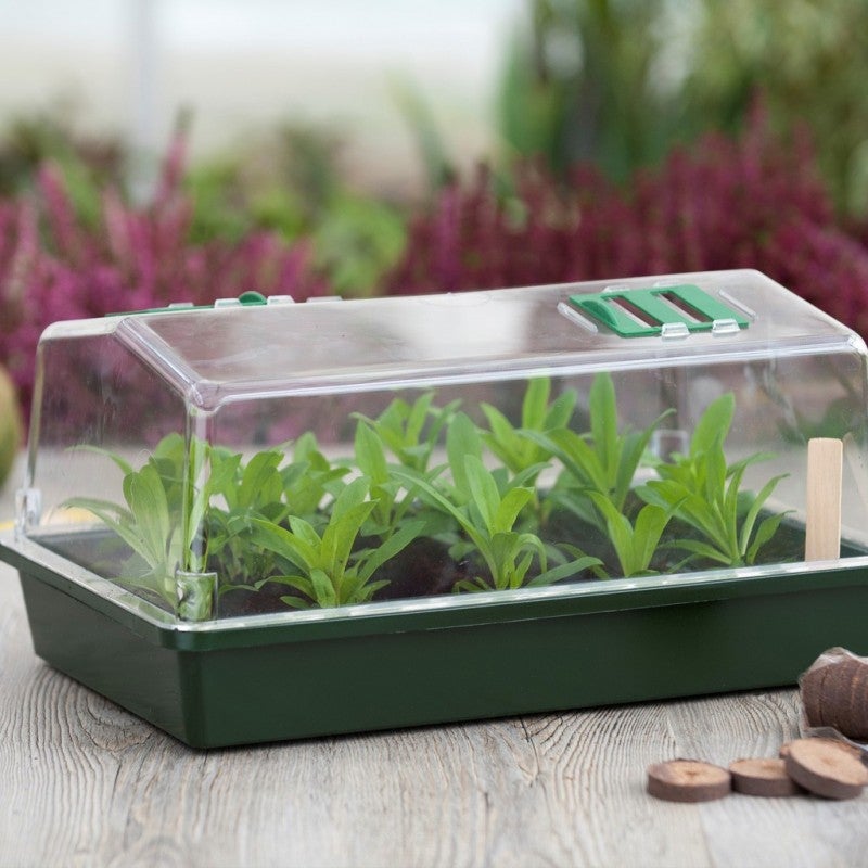 Mini serre terrine et couvercle ventile 37x24x18 xm - 2