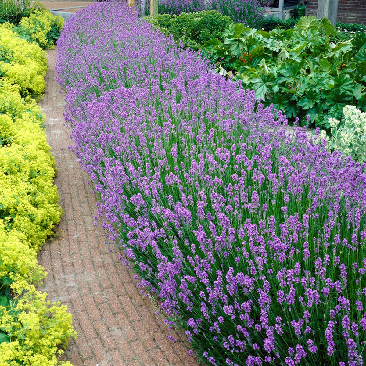 Bloomique - Lavandula Angustifolia 'Hidcote' - Lavande vraie - Plantes