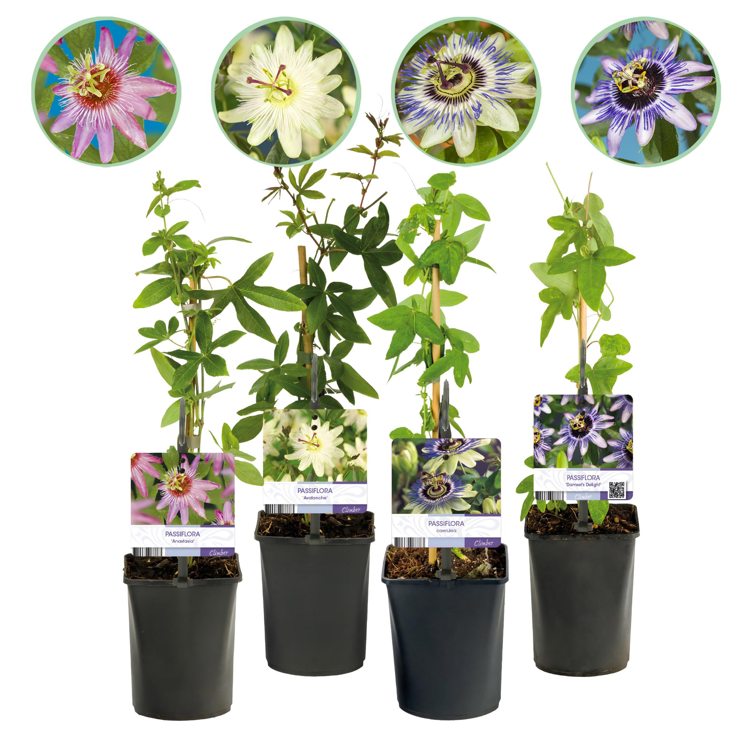 Green boutiQ – Męczennica Passiflora Rainbow – 4 rośliny – Kwiaty różowe, białe, fioletowe, zielone – Niska pielęgnacja – Doniczka 11 cm – Wys 40 cm