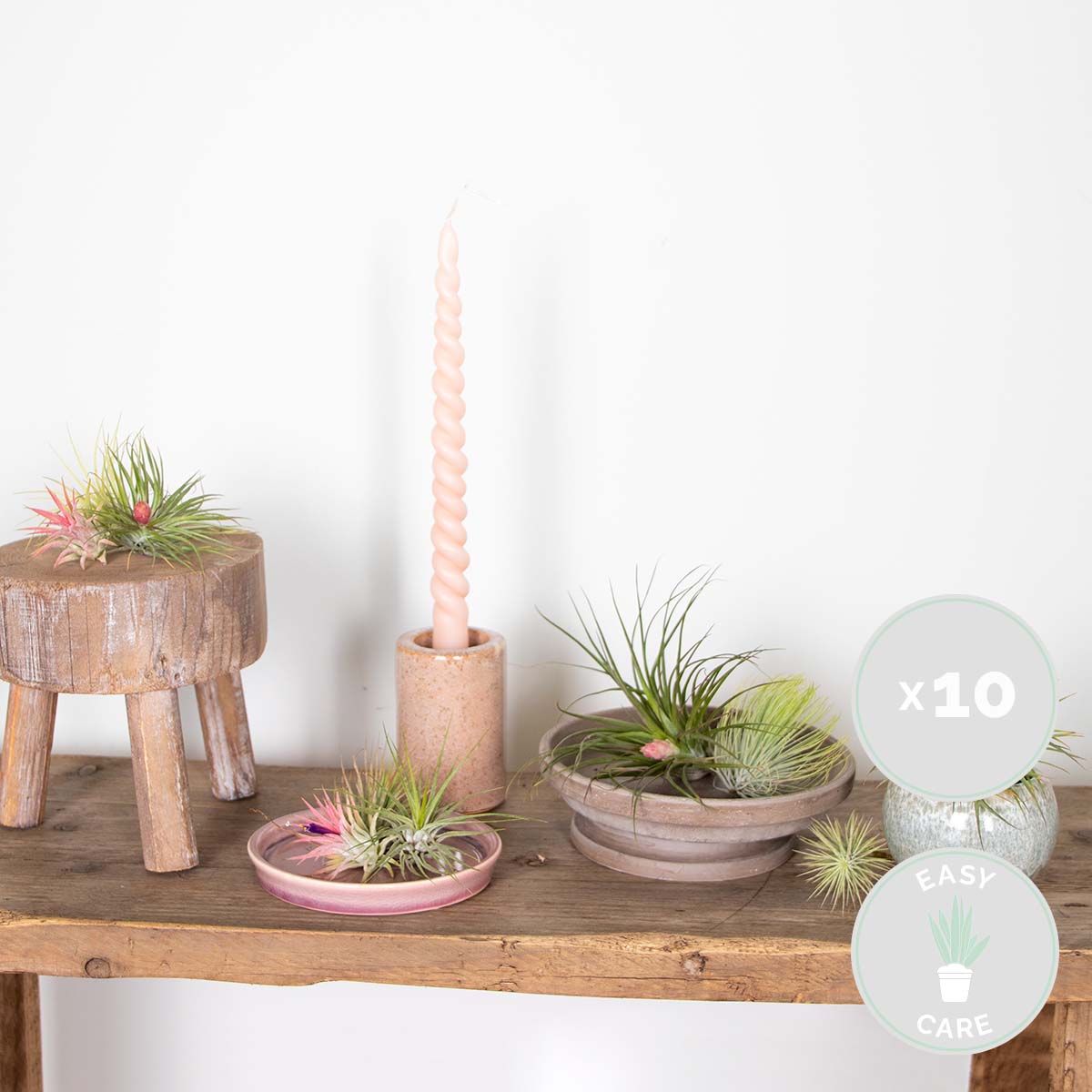 Lot de 10 - Tillandsia - Plantes aériennes - Dépolluantes - Très faciles d’entretien - 5-15 cm - 2