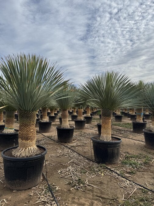 Sunny Tree - Yucca Rostrata - Palmier - Hauteur de la tige 50/60 cm - 180 cm - Lys de palmier rustique - 2