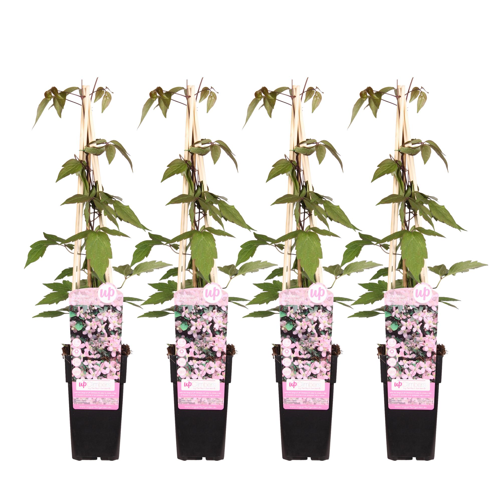 Powojnik 'Montana Fragrant Spring' - Pnącze wieloletnie o pachnących kwiatach - Wysokość 65 cm, Doniczka Ø15 cm