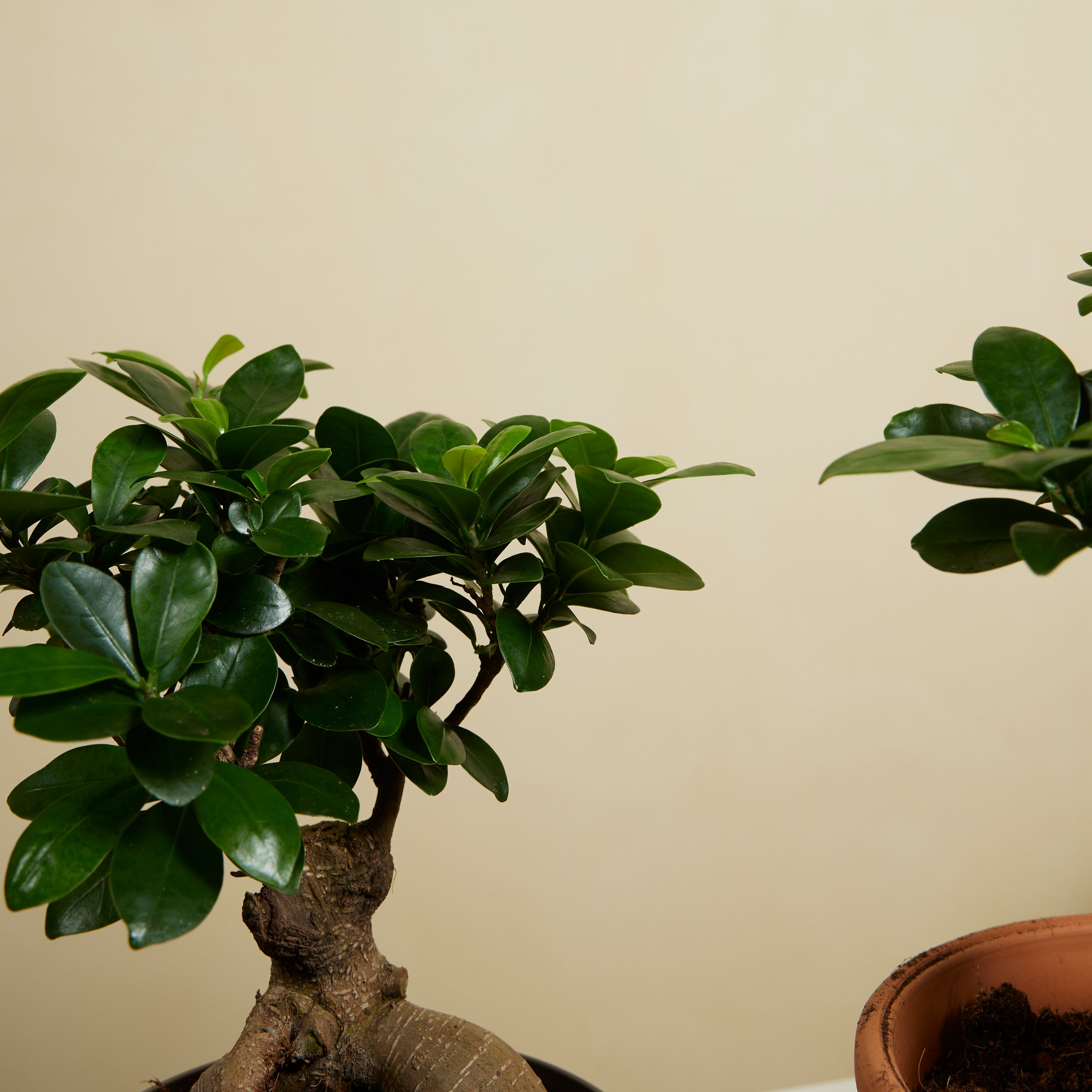 Lot de 2 - Ficus Ginseng - Bonsaï - Plantes d'intérieur - Purifiant l'air - H. 30-40 cm - P. 17cm - 6