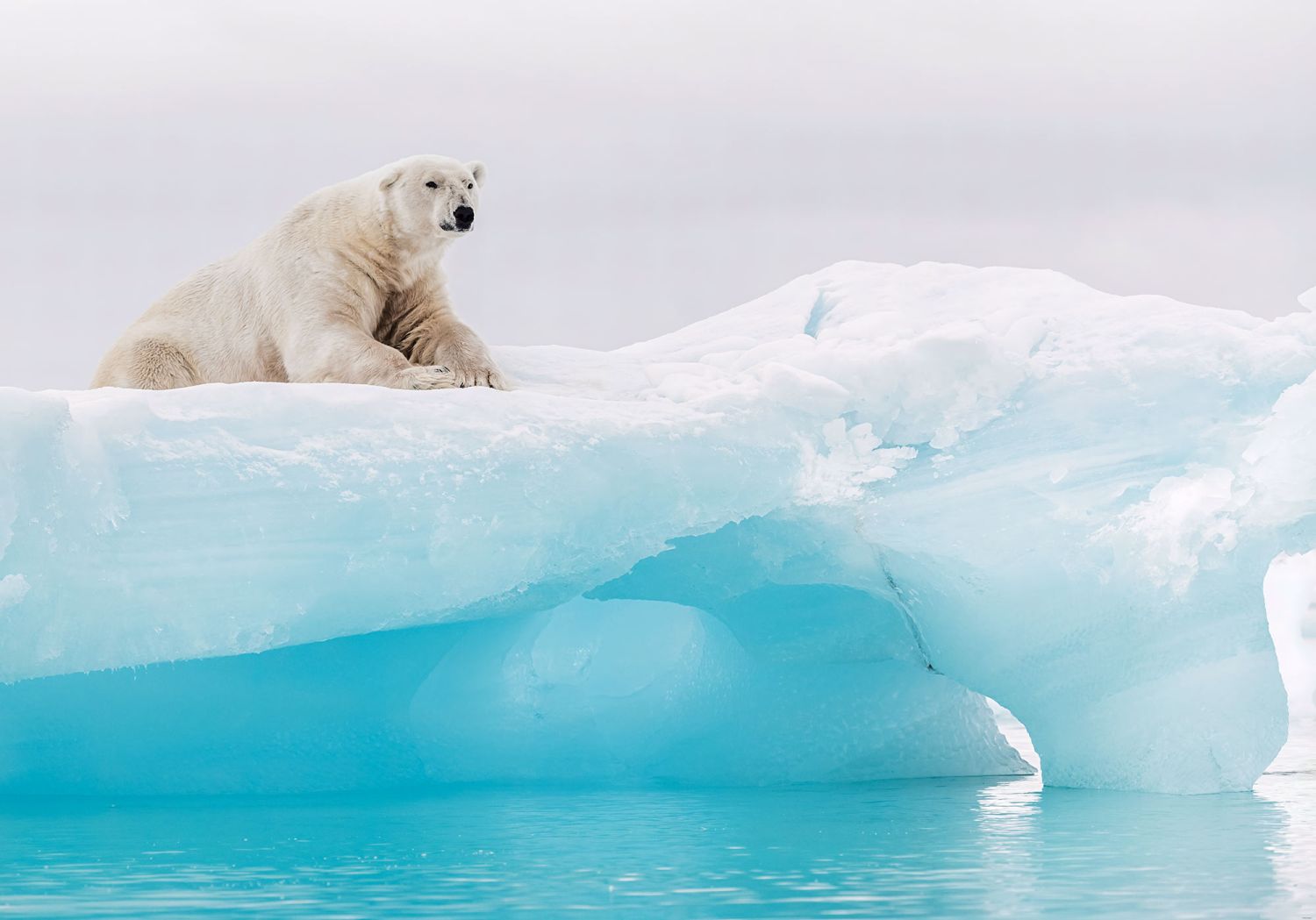 Ours polaires et glaciers sur Baffin Island - Une expédition extraordinaire