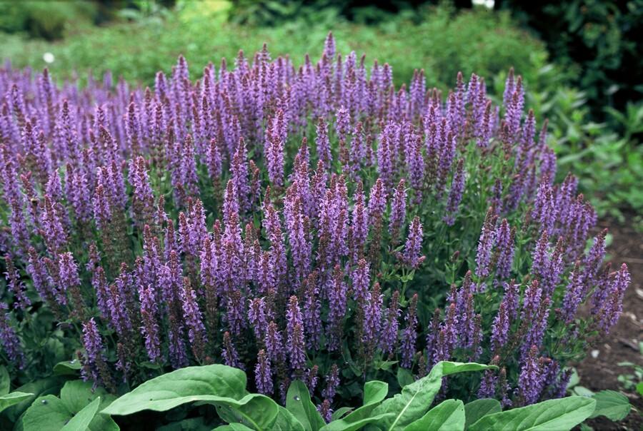 24x Plante Salvia nem. 'Caradonna' - ↕10-25cm (hauteur) - Ø9cm (diamètre)– ComfortXL Green - 6