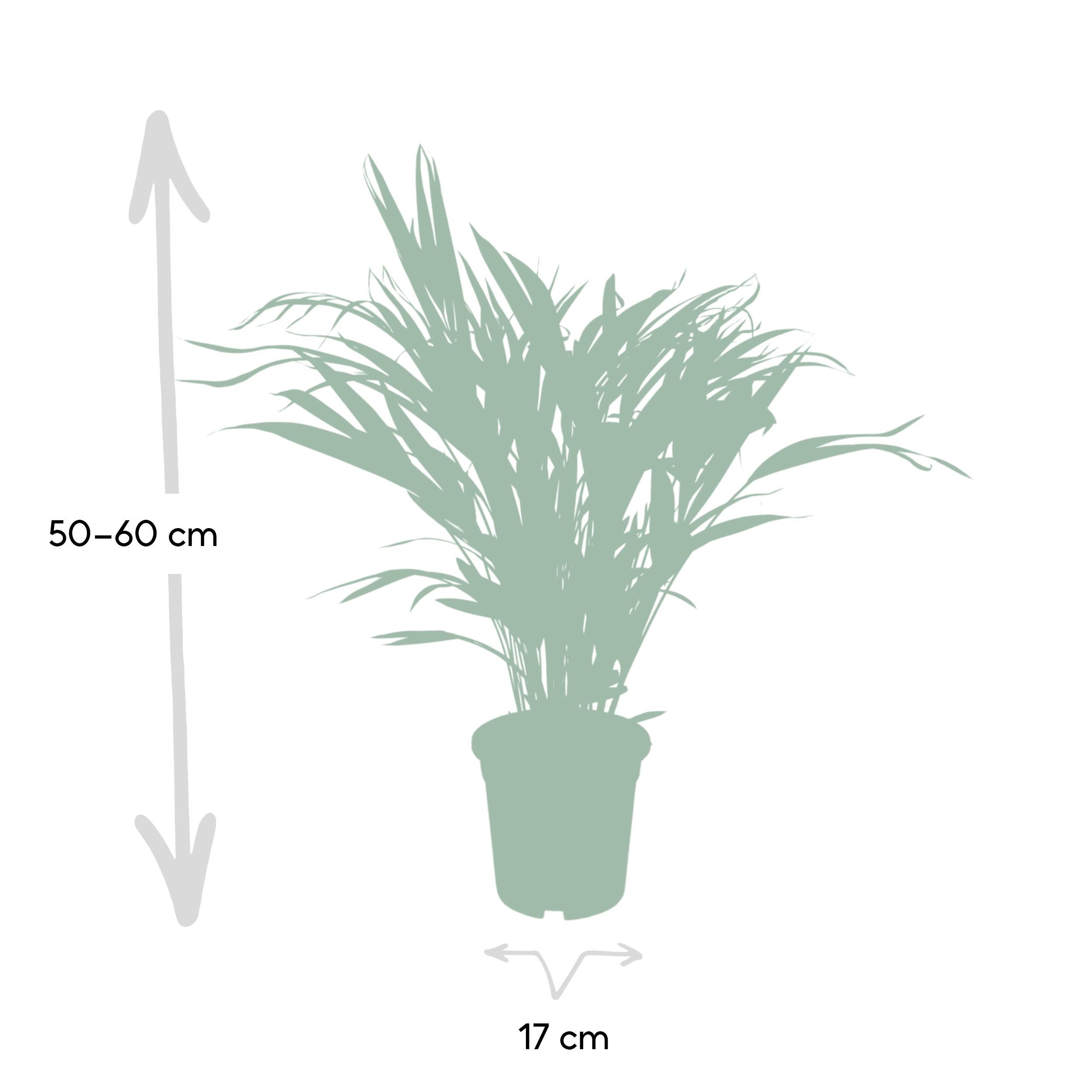 Dypsis Lutescens - Palmier Areca 17 cm - Hauteur 60 cm - 4