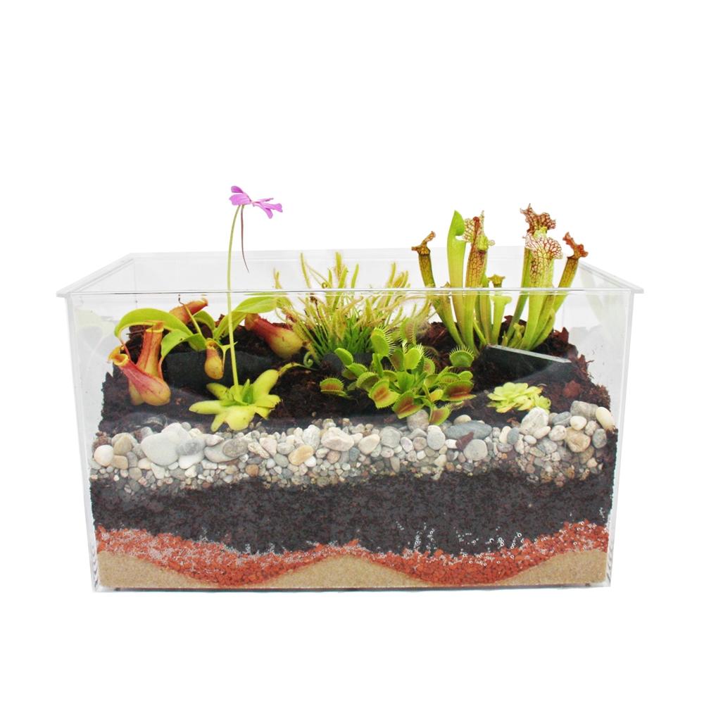 Plantes carnivores - Aquarium pour l'auto-plantation - grand - 4