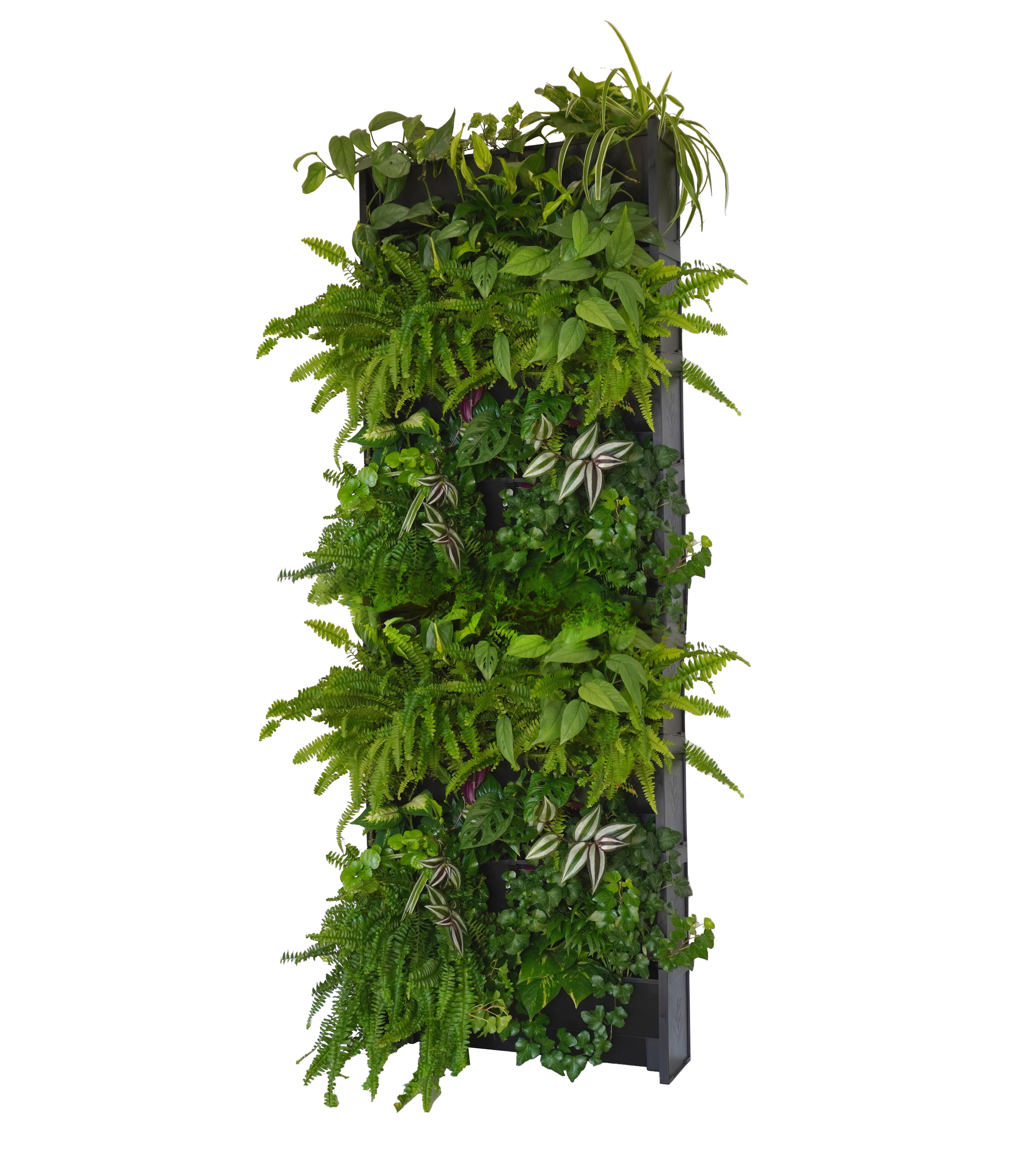 Mur Végétal EVERTIA, Kit de 10 Pots pour Mur Végétal Naturel, Potager Urbain, Intérieur ou Extérieur - 2