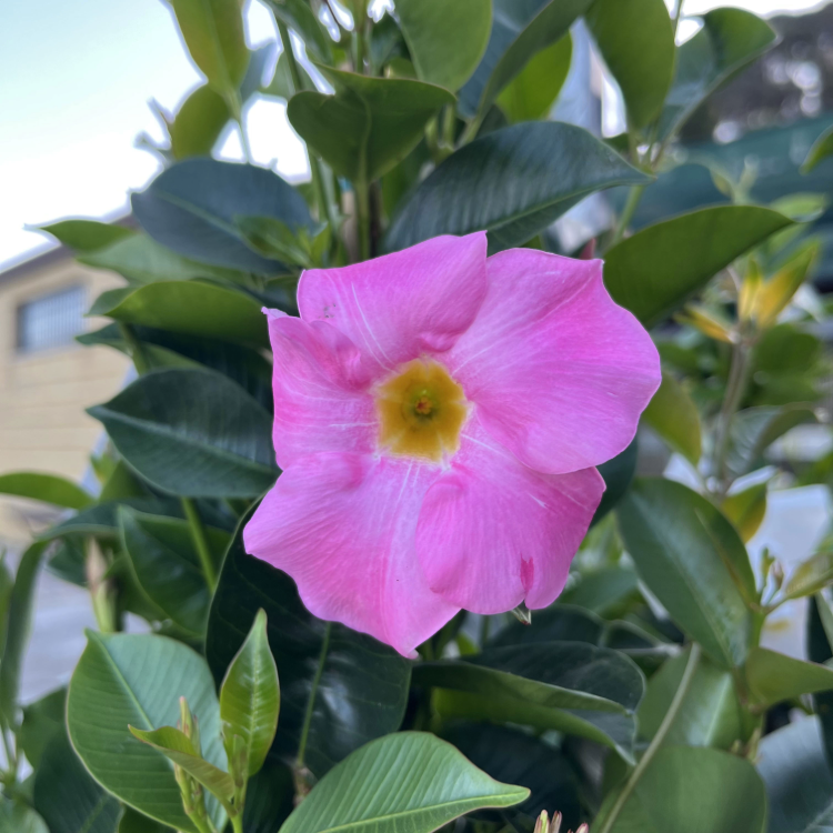 Dipladenia Rampicante piramide Rosa n vaso 19 cm AMDGarden - 4