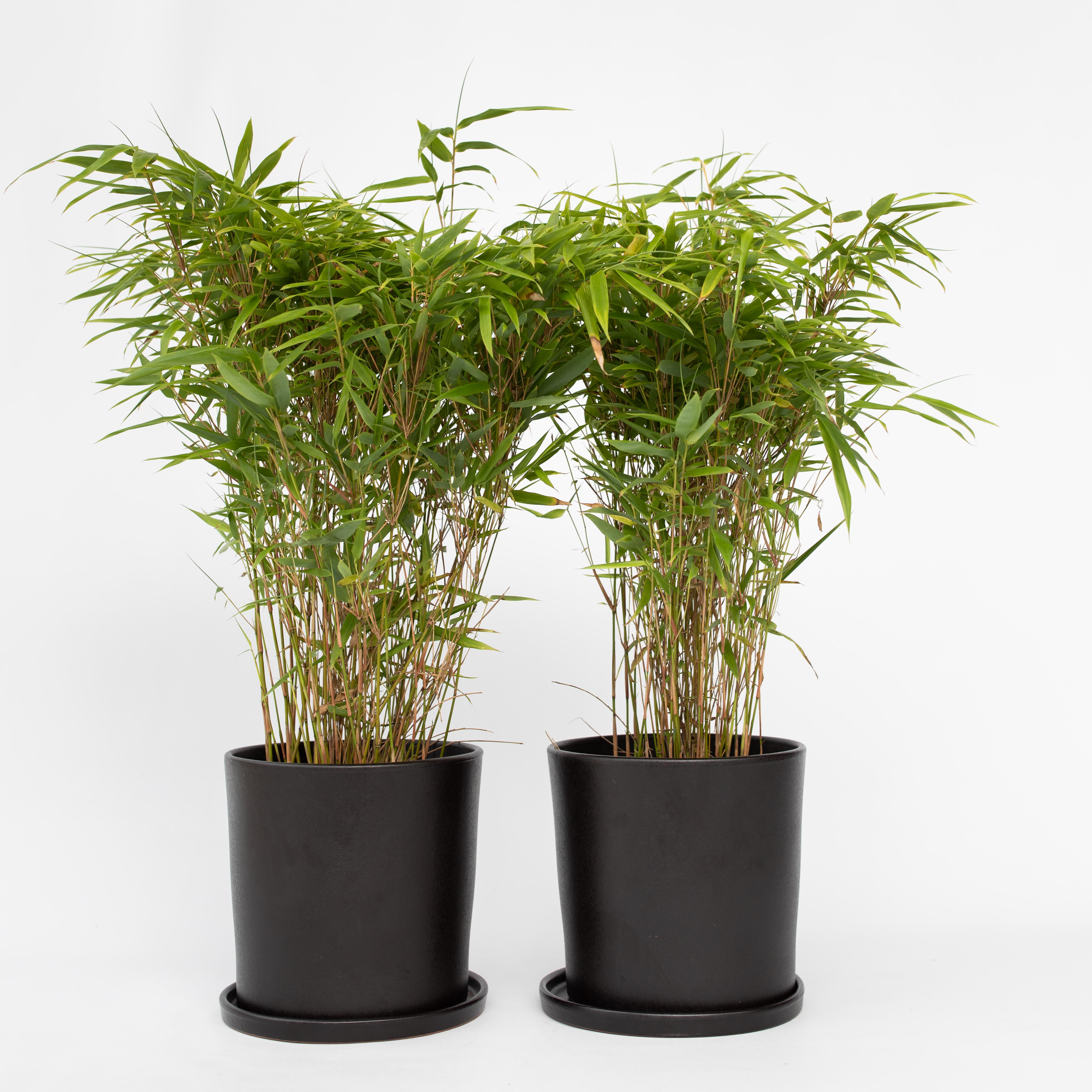 Bambou non-traçant - Set de 4 - Fargesia nitida 'Gansu' - H50-70cm - ⌀17cm - 5