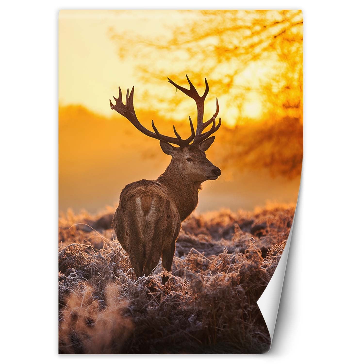 Fototapeta, Jeleń o zachodzie słońca 150x210