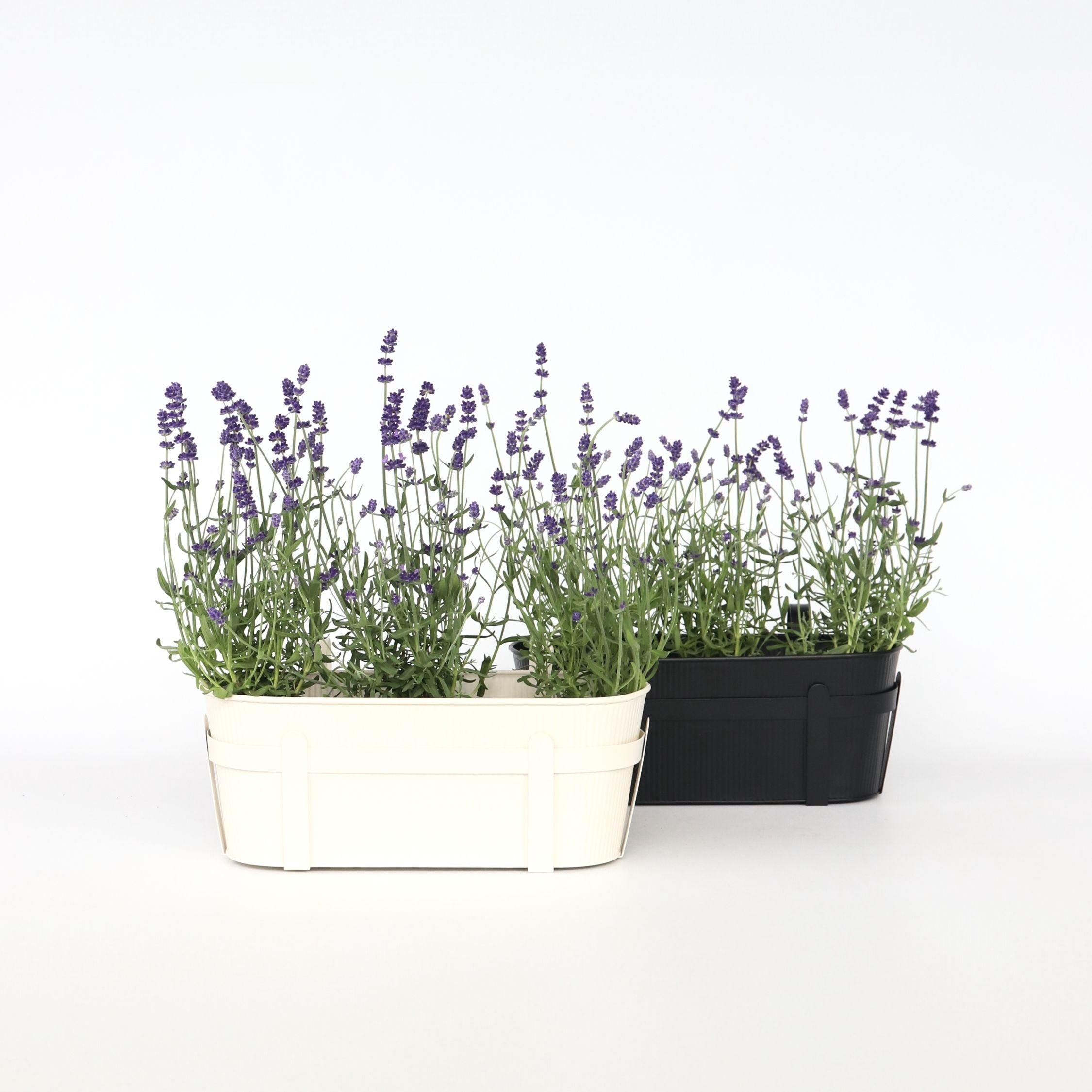 Pianta di lavanda - 12 Pezzi - Lavandula angustifolia - a10-15cm - ⌀10,5cm - 6