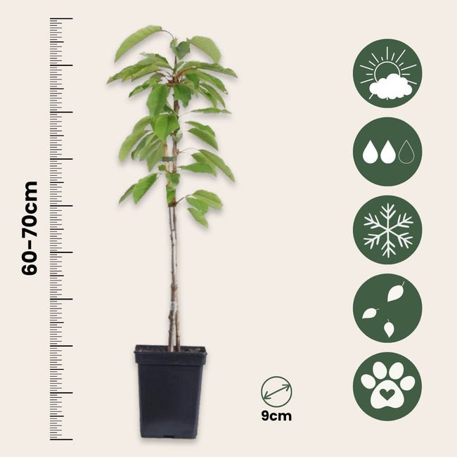 Pommier Limoncella - Arbre Fruitier En Pot 20 Cm, Hauteur Max 170 Cm, âge 2 Ans, Variété Ancienne