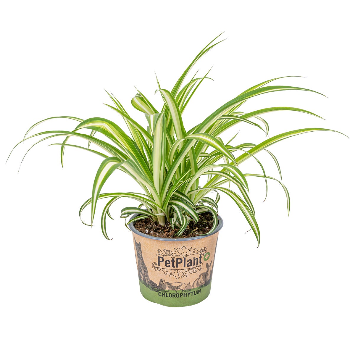 Lot De 6 Plantes Chlorophytum (plante Araignée) 'Variegatum' - Dépolluante, Sans Danger Pour Les Animaux | Pot 12 Cm, Hauteur 20-30 Cm