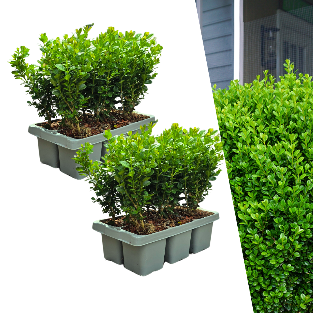 Zestaw 12 sztuk bukszpanu Buxus NewGen Freedom – 2 x 6 sztuk – doniczka Ø7 cm – wysokość 15 cm – MOSELOTA Green