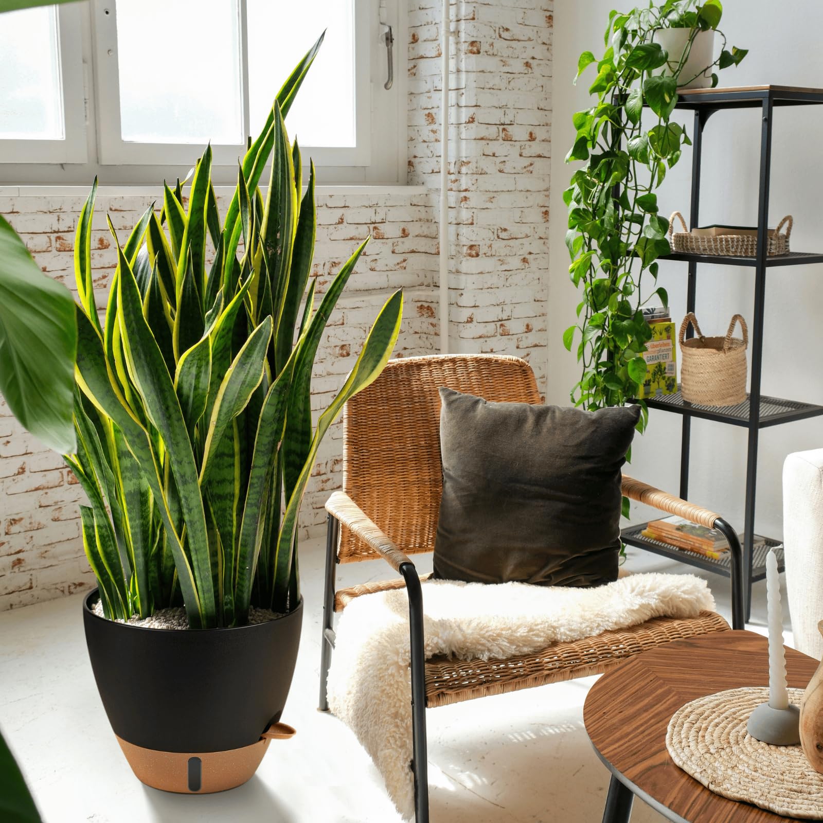 YM INTERNET Vaso auto-absorvente para plantas, vaso de plástico para uso doméstico que não necessita de rega, conjunto de 3 vasos para plantas verdes - 7