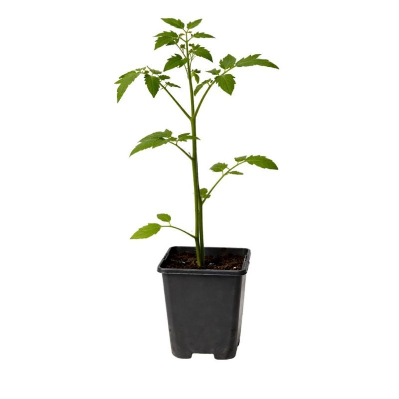 Noisetier commun - Corylus avellana 80 cm Pot 3L - 3