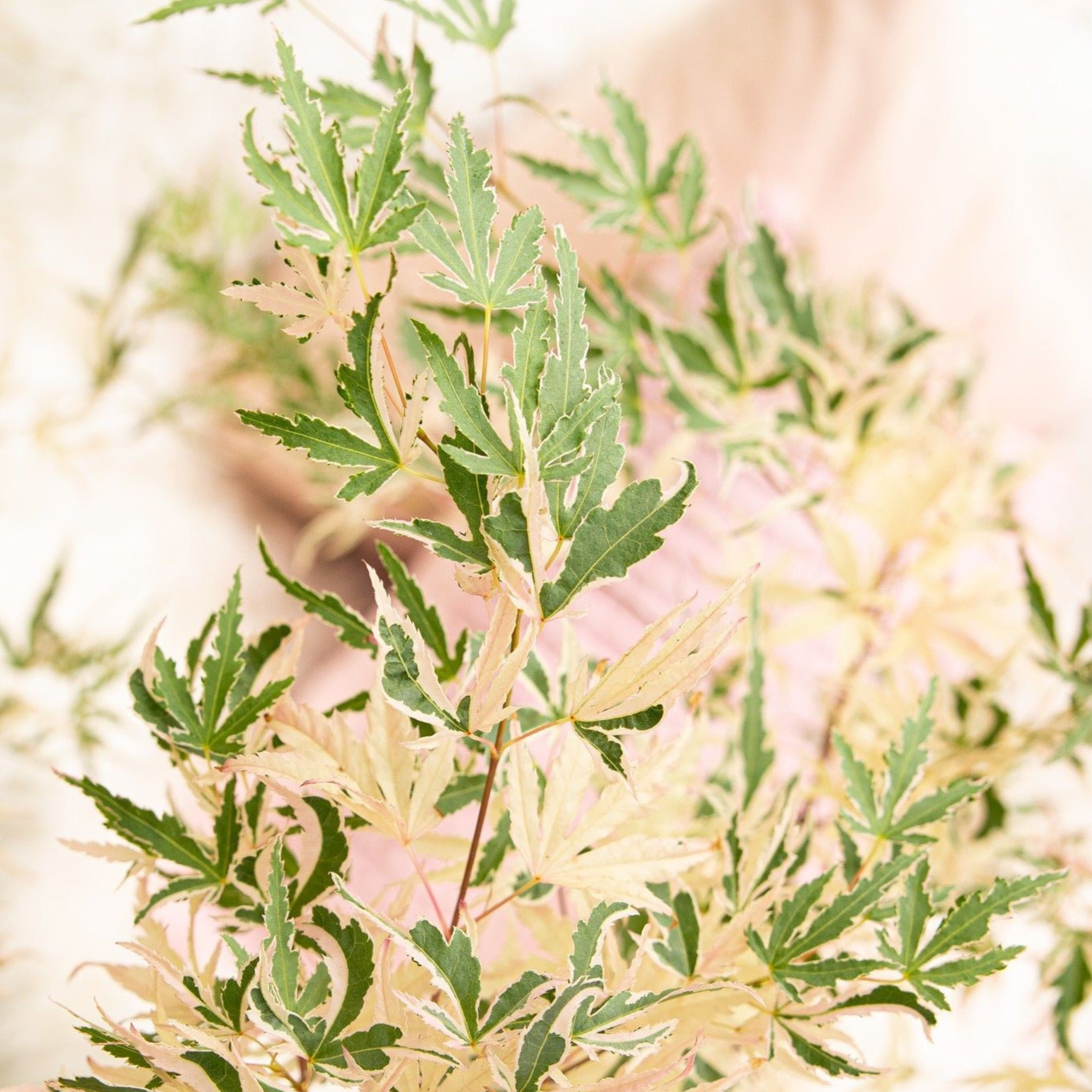 Érable du Japon - Acer palmatum 'Taylor' - Hauteur 50-60cm - ⌀19cm - 4
