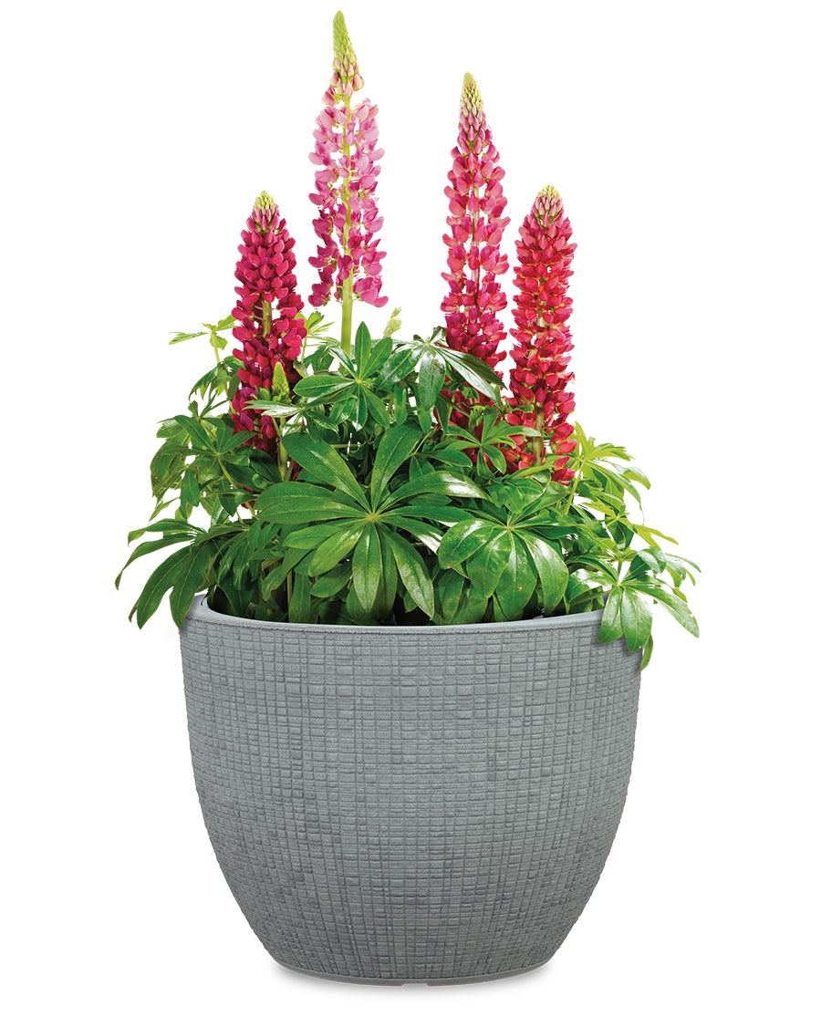 Scheurich Barceo 40, bac à plantes/pot à fleurs/jardinière, cylindrique, coloris: Stony Grey, fabriqué avec du plastique recyclé, pour l’extérieur - 4