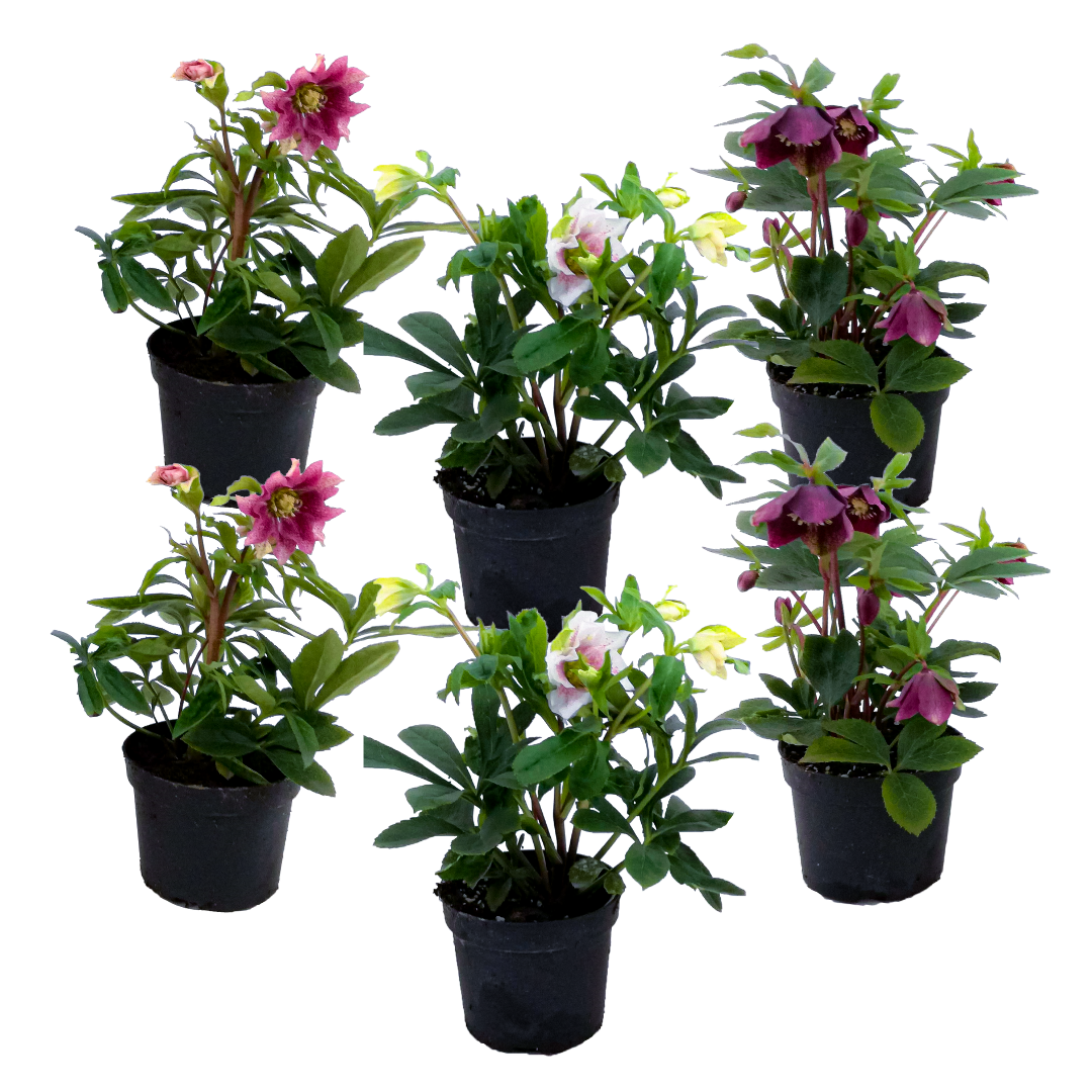 FloristryWarehouse Stelo Di Elleboro Artificiale In Seta – 64 Cm, 3 Fiori – Borgogna