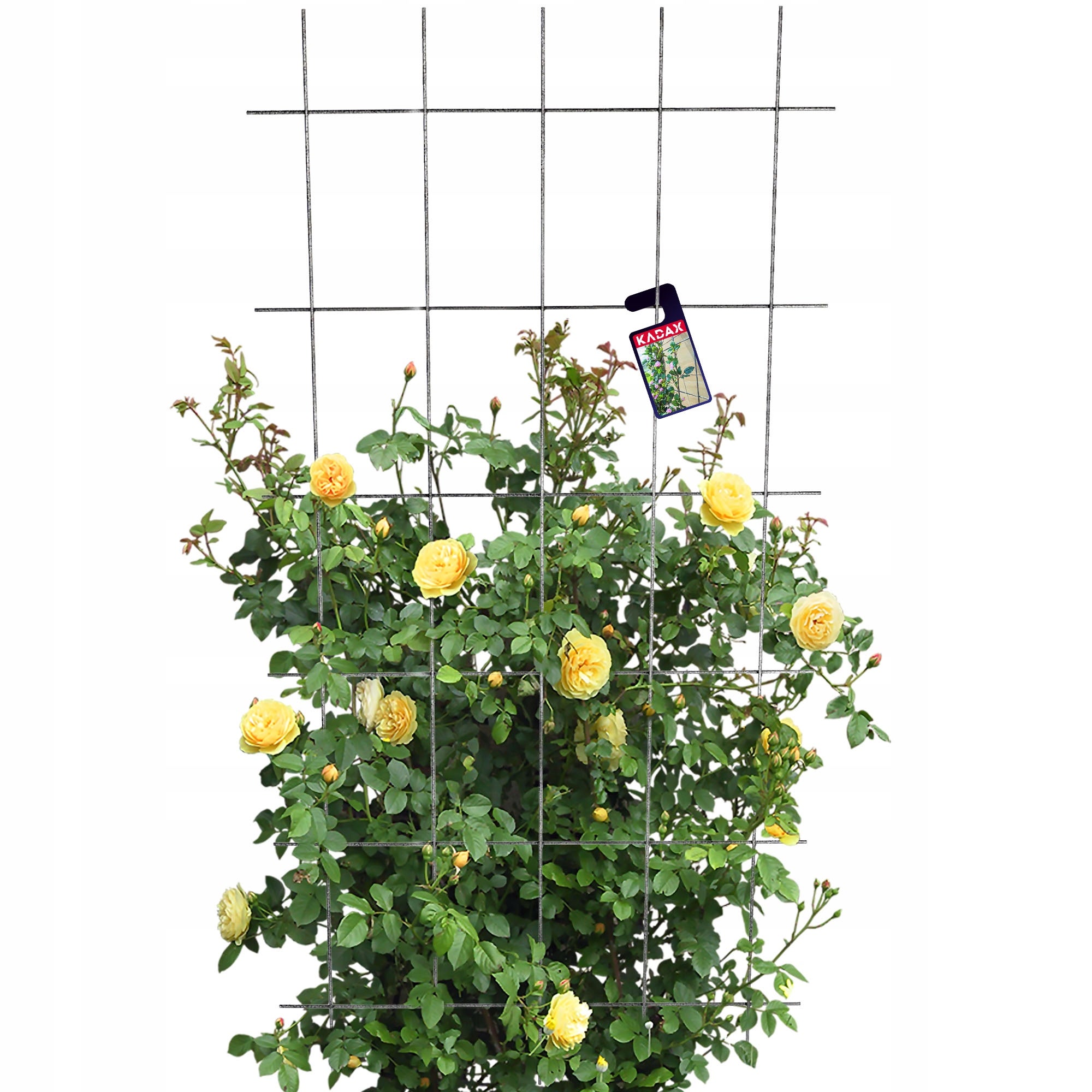 DRABINKA DO KWIATÓW KRATA OGRODOWA METALOWA DO ROŚLIN PNĄCZA 75x150cm MOCNA