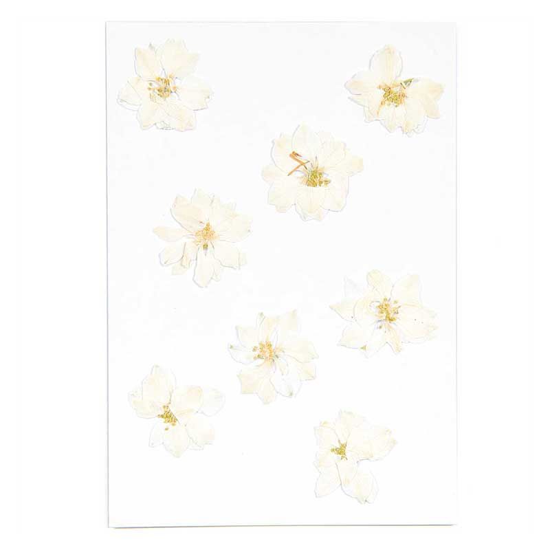 Delphiniums blancs séchés et pressés - Rico Design - 2