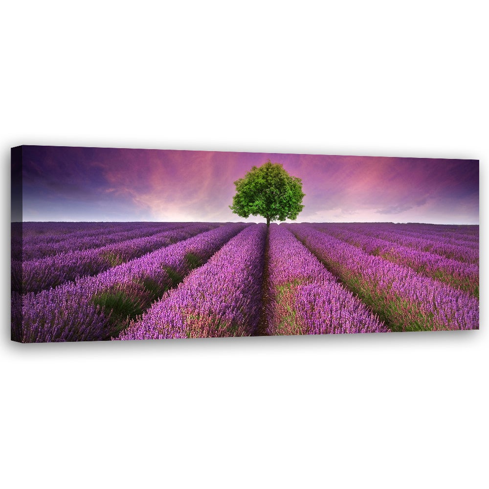 Obraz na płótnie, Pole lawendy 90x30