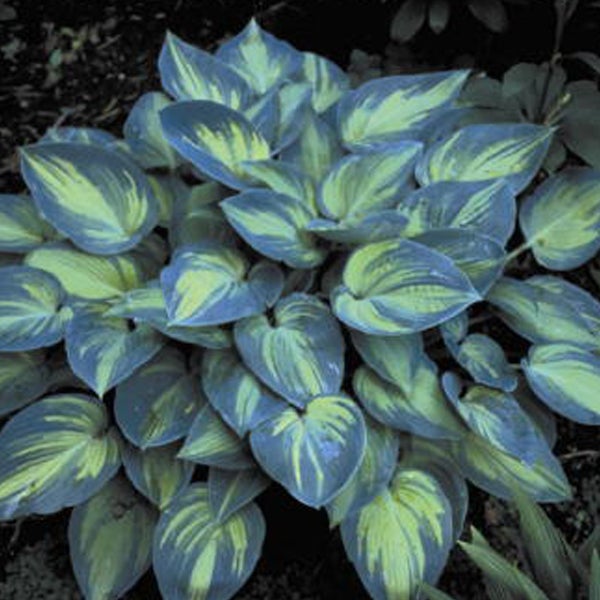 6 x Hosta - Hosta 'June' - godet 9x9 cm | Leroy Merlin