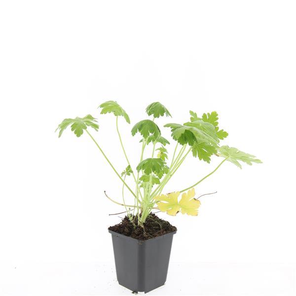 24x Plante Geranium macr. 'Spessart' - ↕10-25cm (hauteur) - Ø9cm (diamètre)– ComfortXL Green - 3
