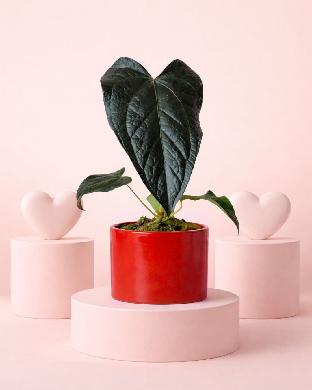 anthurium-queen-of-hearts-con-maceta-roja-planta-de-interior-natural