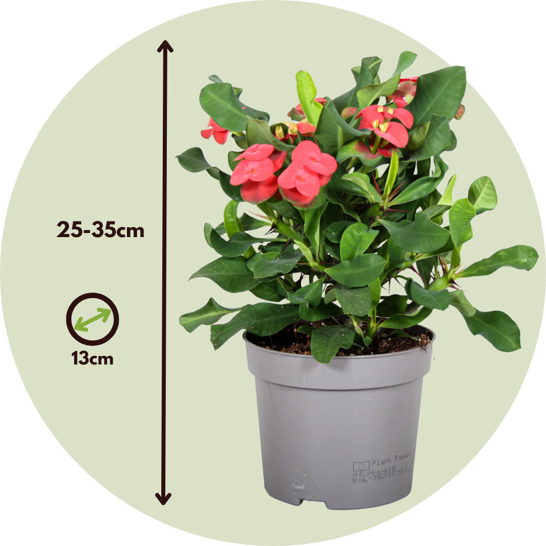 Euphorbe de Madagascar - Set de 2 - Euphorbia 'Milii' - Hauteur 25-35cm - ⌀13cm - 2